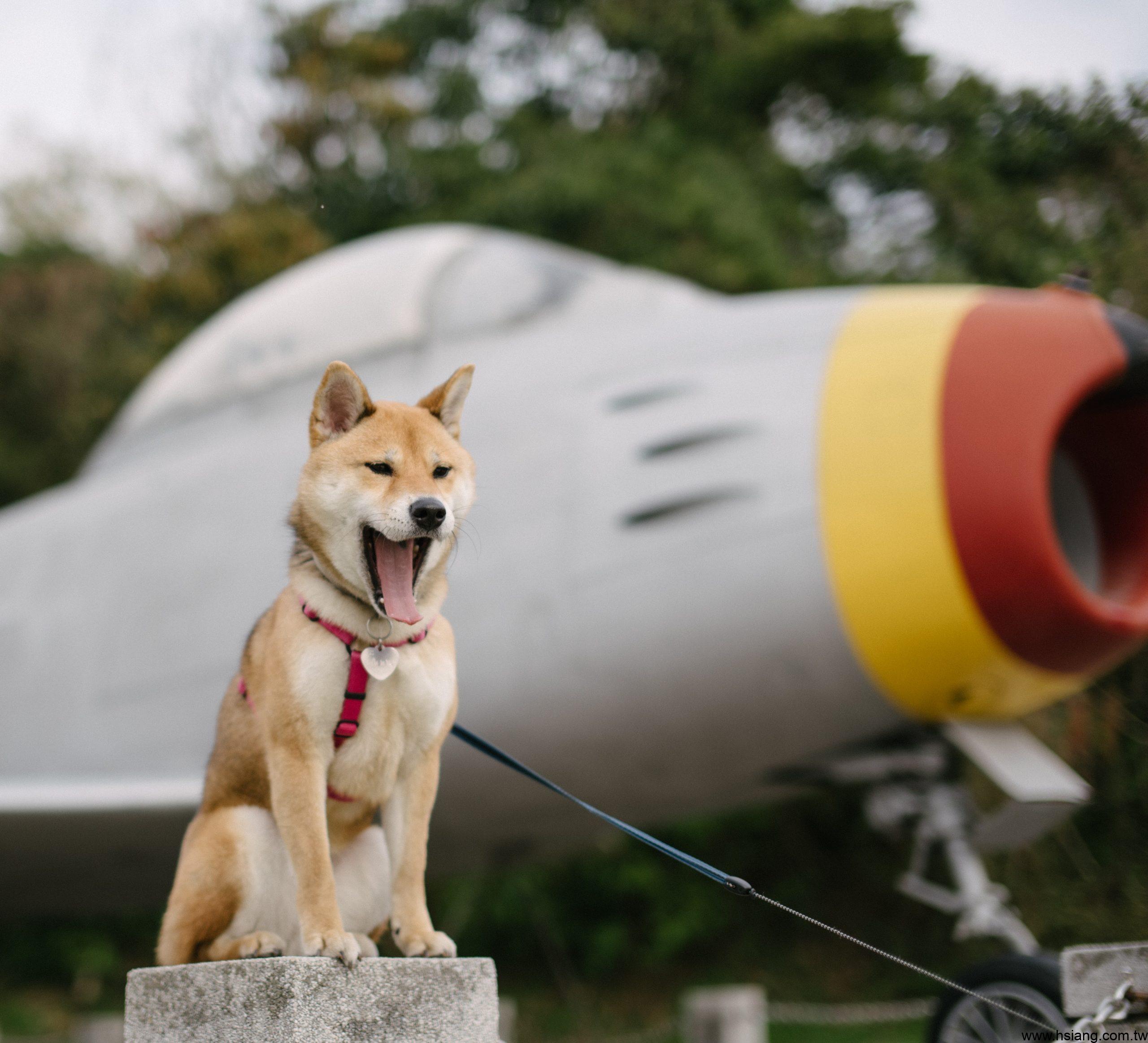 201502-春節返金過年